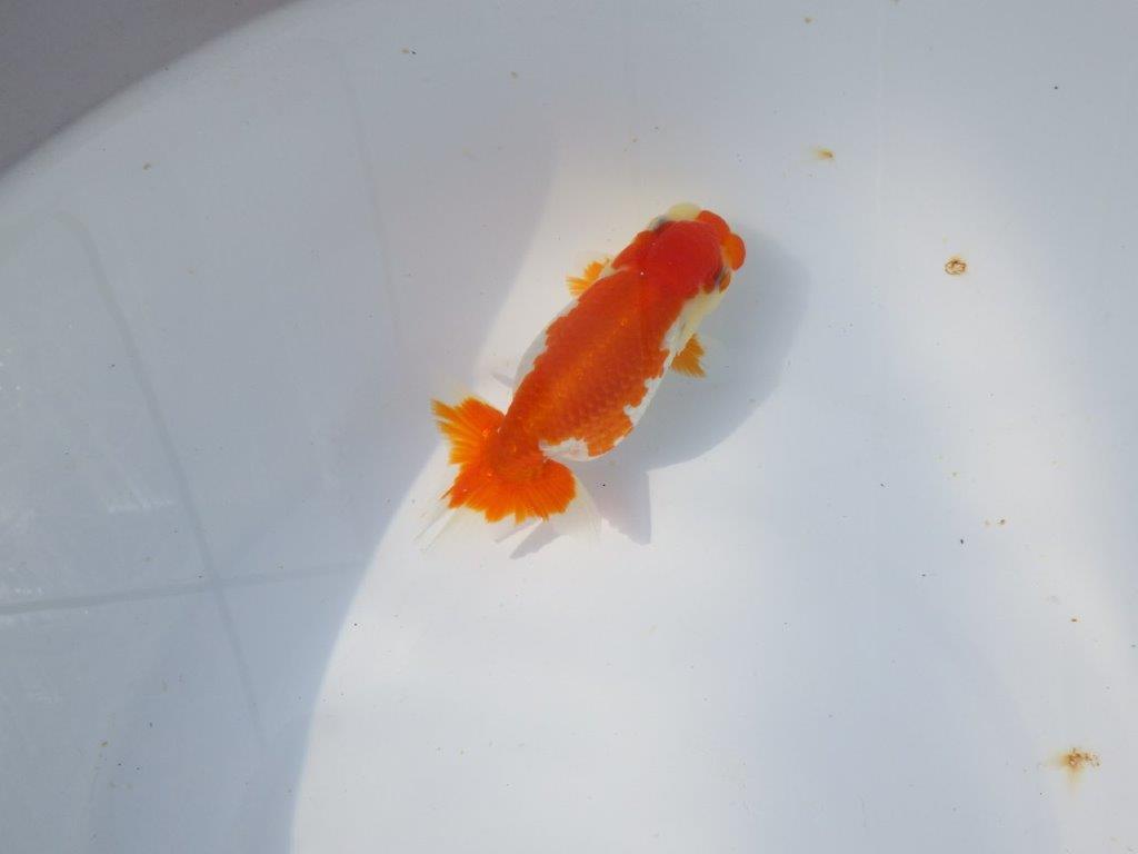 【愛知超優良系統 】春のご鑑賞お勧め更紗らんちゅうB約11cm メス