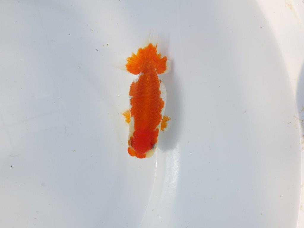 【愛知超優良系統 】春のご鑑賞お勧め更紗らんちゅうB約11cm メス