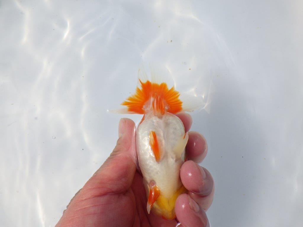 【愛知超優良系統 】春のご鑑賞お勧め更紗らんちゅうB約11cm メス