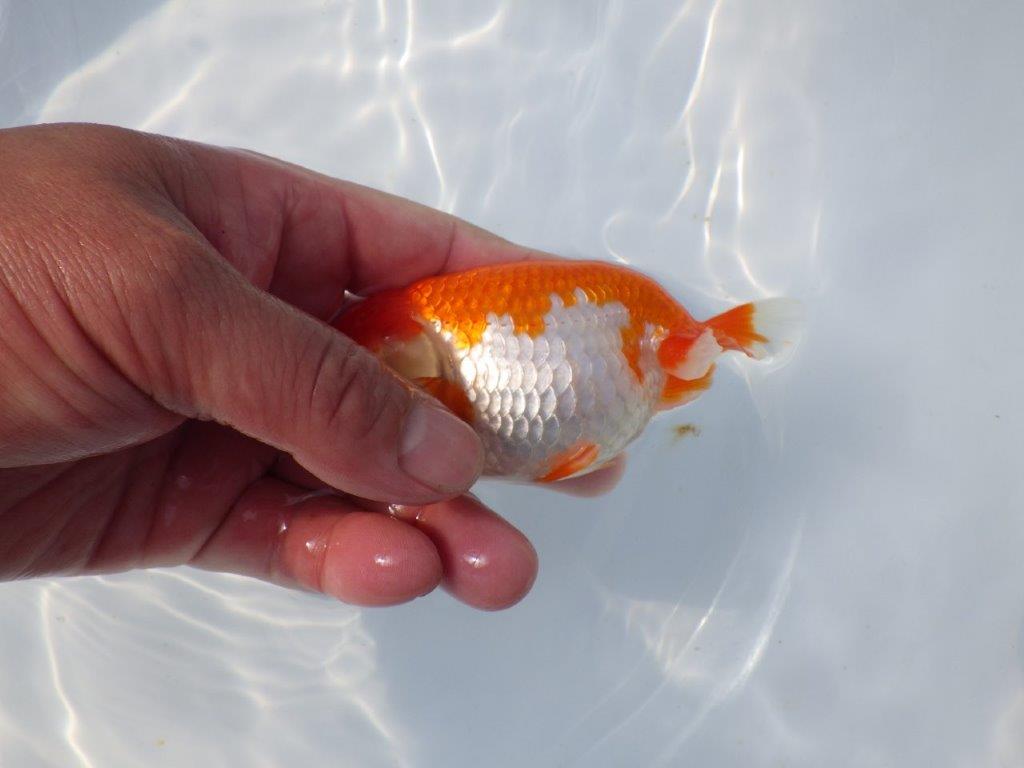 【愛知超優良系統 】春のご鑑賞お勧め更紗らんちゅうB約11cm メス