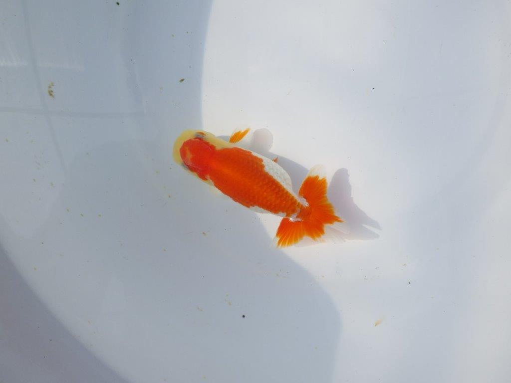 【愛知超優良系統 】春のご鑑賞お勧め更紗らんちゅうＣ約12cmメス