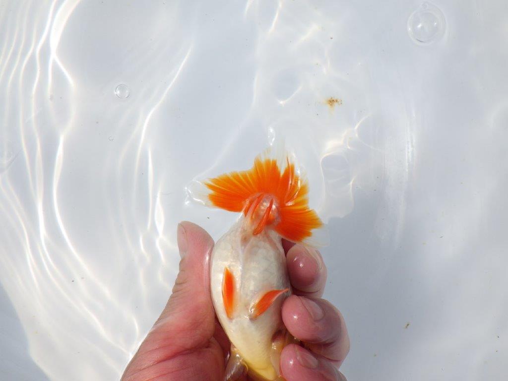 【愛知超優良系統 】春のご鑑賞お勧め更紗らんちゅうＣ約12cmメス