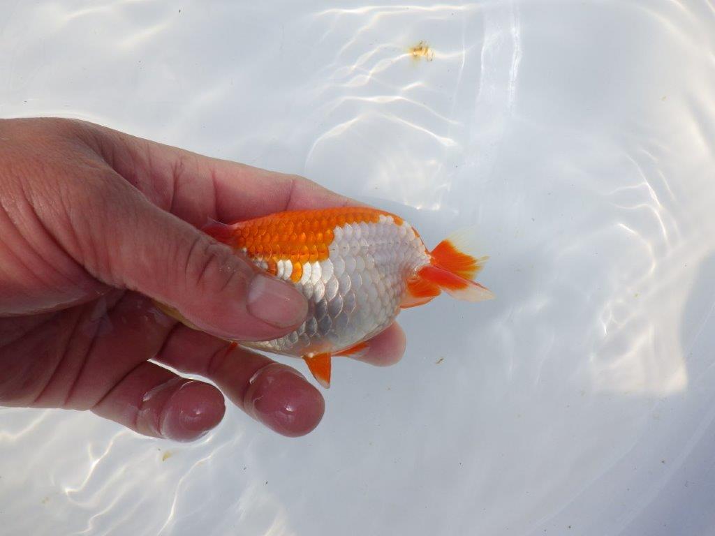 【愛知超優良系統 】春のご鑑賞お勧め更紗らんちゅうＣ約12cmメス