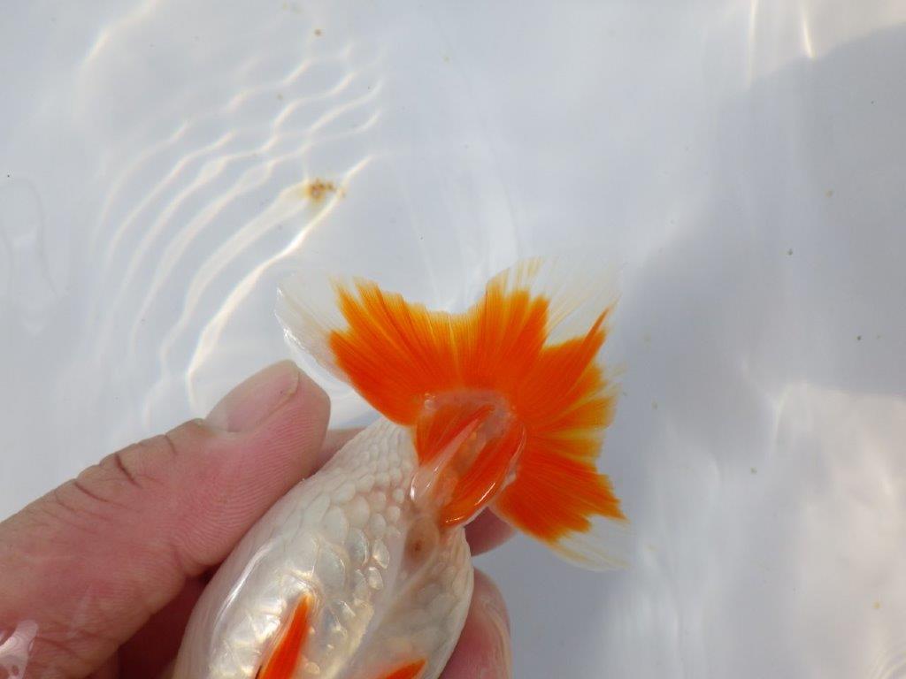 【愛知超優良系統 】春のご鑑賞お勧め更紗らんちゅうＣ約12cmメス