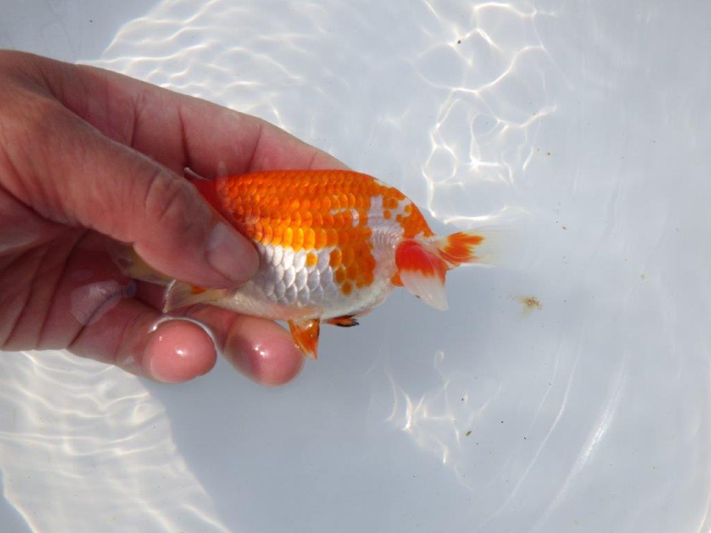 【愛知超優良系統 】春のご鑑賞お勧め更紗らんちゅうＤ約13cmメス