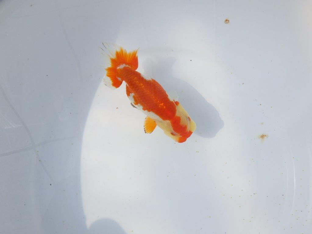 【愛知超優良系統 】春のご鑑賞お勧め更紗らんちゅうE約12,5cm メス