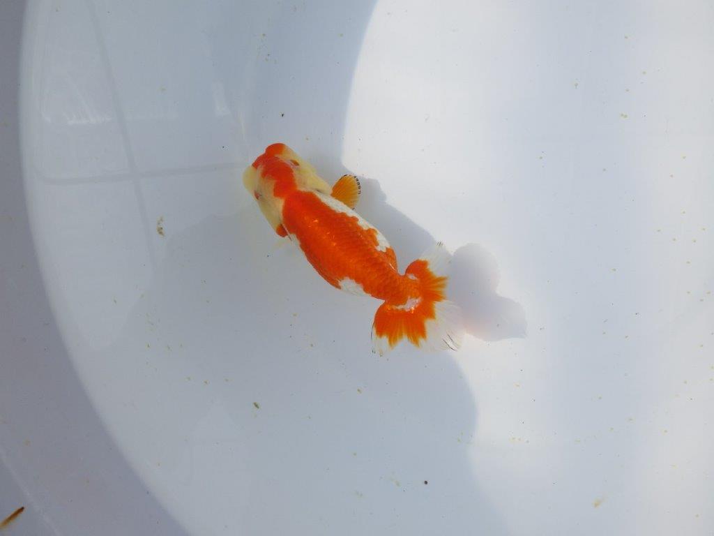 【愛知超優良系統 】春のご鑑賞お勧め更紗らんちゅうE約12,5cm メス