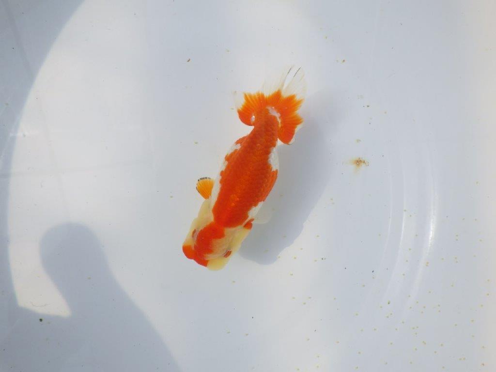 【愛知超優良系統 】春のご鑑賞お勧め更紗らんちゅうE約12,5cm メス