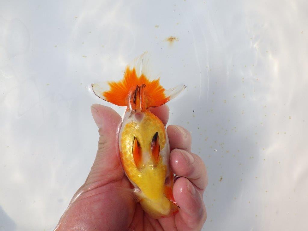 【愛知超優良系統 】春のご鑑賞お勧め更紗らんちゅうE約12,5cm メス