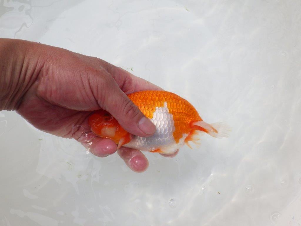 【岡山村上暢彦氏】尾張りの良い明け二歳らんちゅう約14,5㎝ メス？