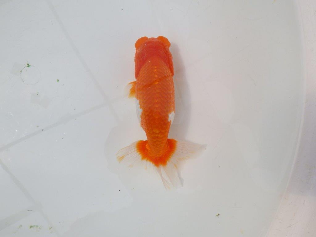 【岡山村上暢彦氏】尾張りの良い明け二歳らんちゅう約14,5㎝ メス？