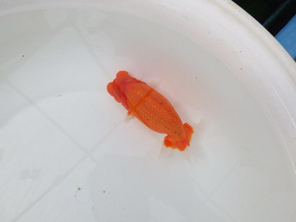 【岡山村上暢彦氏】背が綺麗で水槽映え明け二歳らんちゅう約16㎝