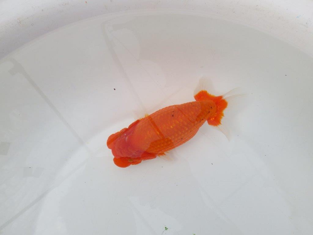 【岡山村上暢彦氏】背が綺麗で水槽映え明け二歳らんちゅう約16㎝の上身