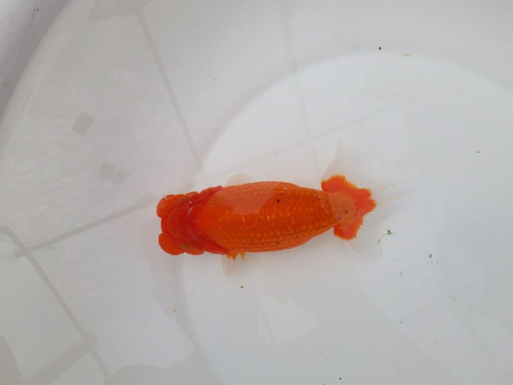 【岡山村上暢彦氏】背が綺麗で水槽映え明け二歳らんちゅう約16㎝