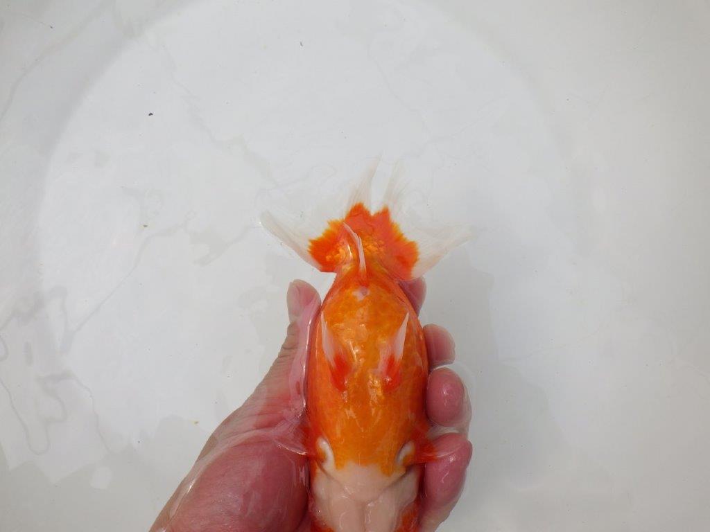 【岡山村上暢彦氏】背が綺麗で水槽映え明け二歳らんちゅう約16㎝