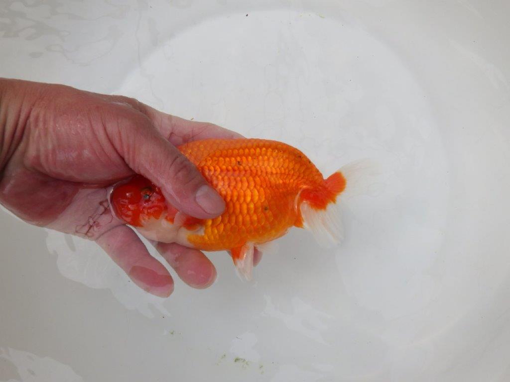 【岡山村上暢彦氏】背が綺麗で水槽映え明け二歳らんちゅう約16㎝