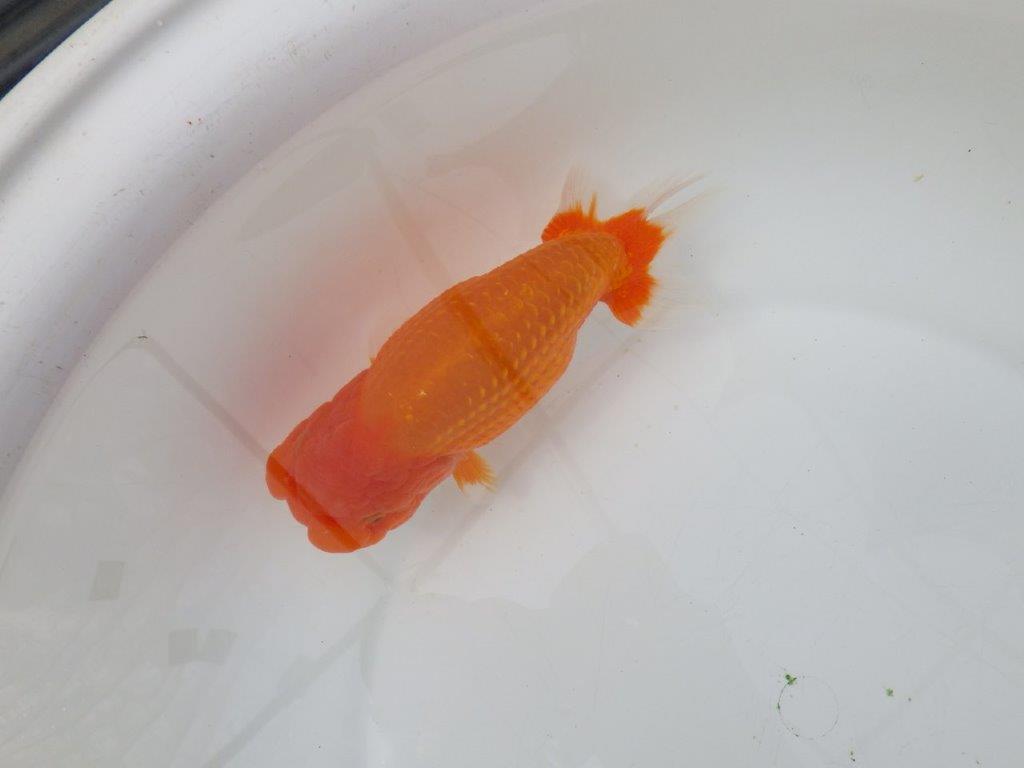 【岡山村上暢彦氏】迫力あるサイズの明け二歳らんちゅう約16,5㎝ メス？