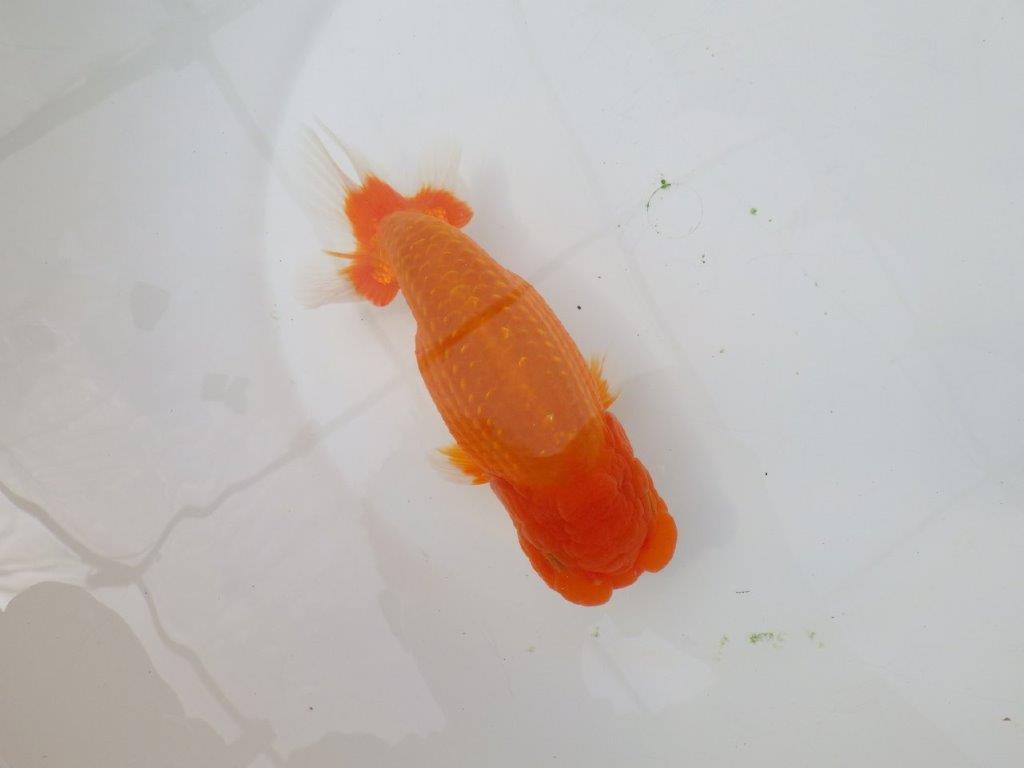 【岡山村上暢彦氏】迫力あるサイズの明け二歳らんちゅう約16,5㎝ メス？の上身