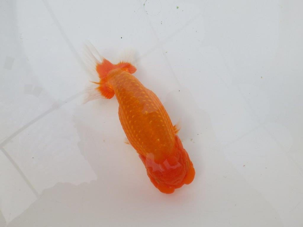 【岡山村上暢彦氏】迫力あるサイズの明け二歳らんちゅう約16,5㎝ メス？