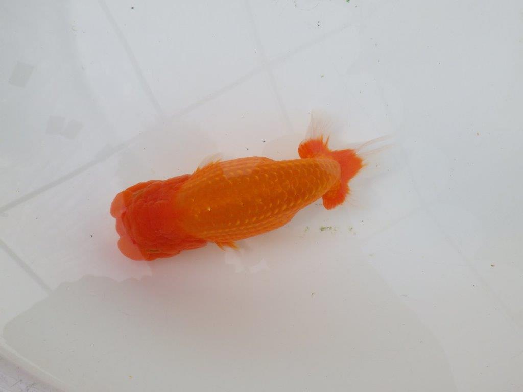 【岡山村上暢彦氏】迫力あるサイズの明け二歳らんちゅう約16,5㎝ メス？