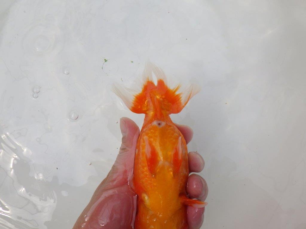 【岡山村上暢彦氏】迫力あるサイズの明け二歳らんちゅう約16,5㎝ メス？