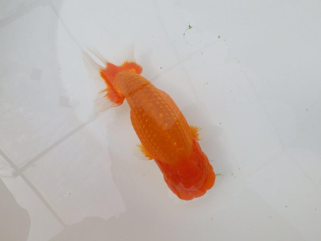 【岡山村上暢彦氏】迫力あるサイズの明け二歳らんちゅう約16,5㎝ メス？