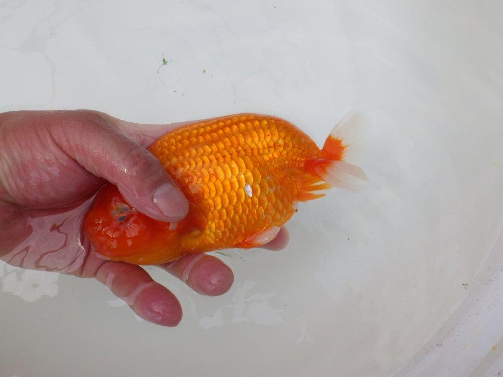 【岡山村上暢彦氏】迫力あるサイズの明け二歳らんちゅう約16,5㎝ メス？