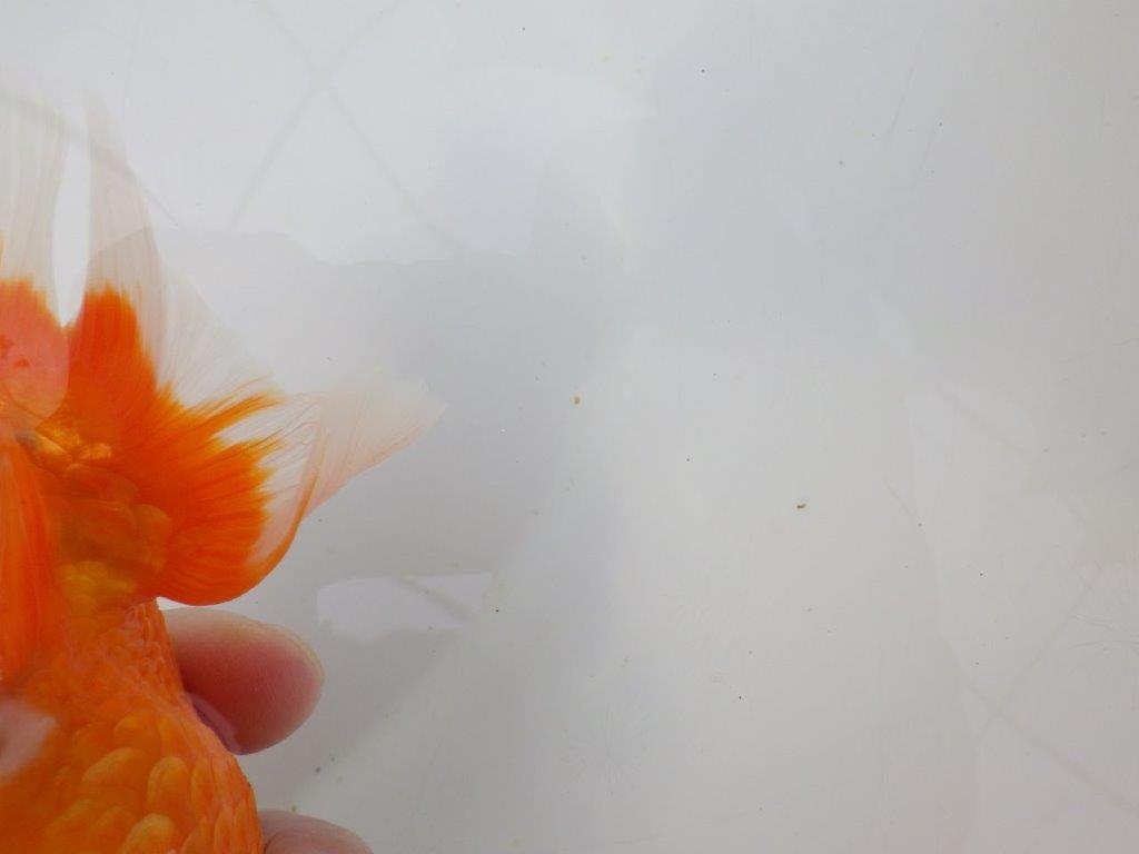 【岡山村上暢彦氏】迫力あるサイズの明け二歳らんちゅう約16,5㎝ メス？