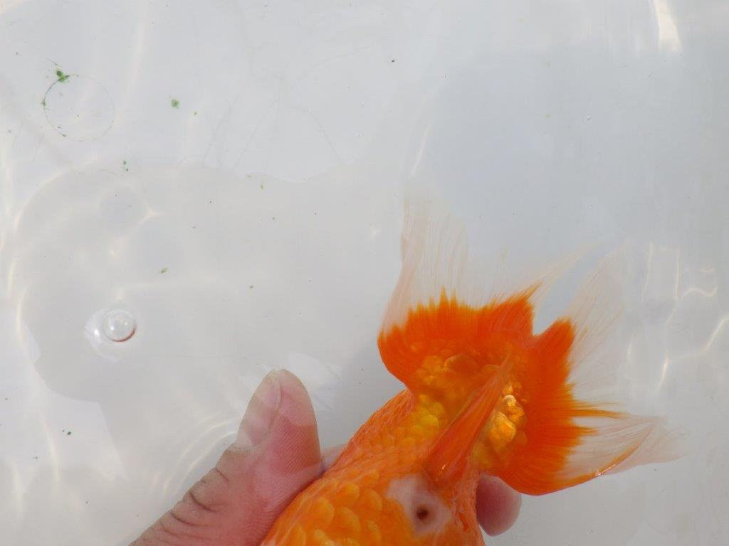 【岡山村上暢彦氏】迫力あるサイズの明け二歳らんちゅう約16,5㎝ メス？