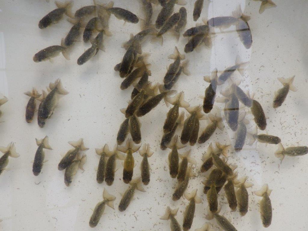 【愛知M様第一弾】お待たせしました!2026年産まれの稚魚青仔&黒仔A 10尾セット約4~5㎝