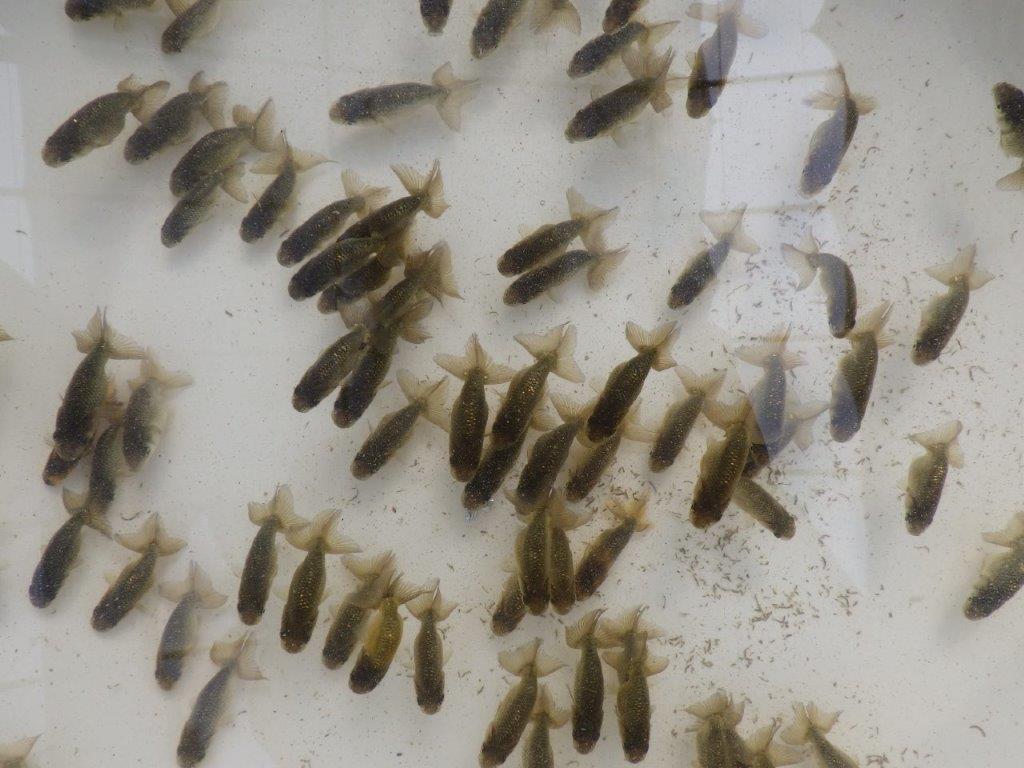 【愛知M様第一弾】お待たせしました!2026年産まれの稚魚青仔&黒仔A 10尾セット約4~5㎝