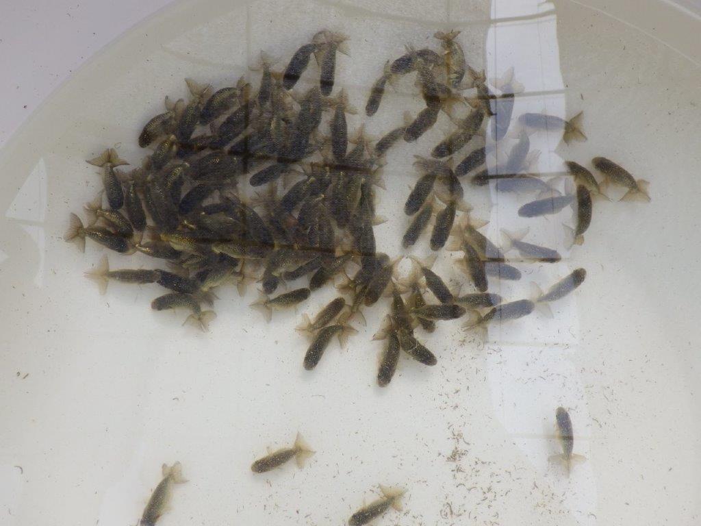 【愛知Ｍ様第一弾】お待たせしました！2026年産まれの稚魚青仔＆黒仔Ｂ　10尾セット約4~5㎝