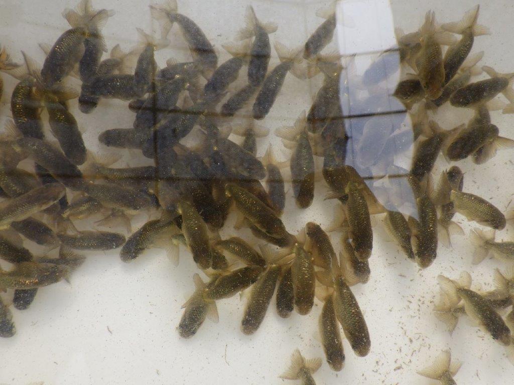 【愛知Ｍ様第一弾】お待たせしました！2026年産まれの稚魚青仔＆黒仔Ｂ　10尾セット約4~5㎝