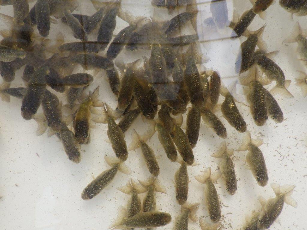 【愛知Ｍ様第一弾】お待たせしました！2026年産まれの稚魚青仔＆黒仔Ｂ　10尾セット約4~5㎝