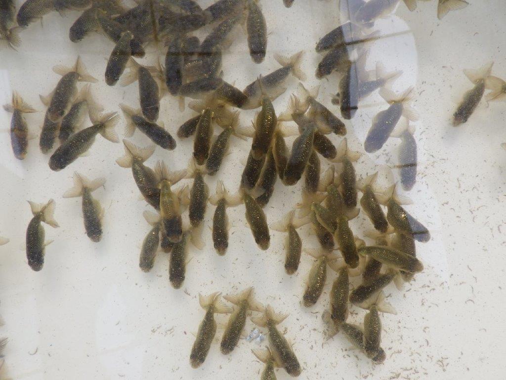 【愛知Ｍ様第一弾】お待たせしました！2026年産まれの稚魚青仔＆黒仔Ｂ　10尾セット約4~5㎝