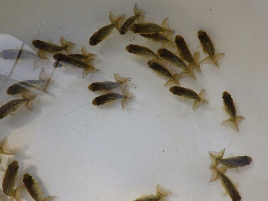 【愛知M様第一弾】入荷魚の中からワンランク上の青仔&黒仔C 5尾セット約4~5㎝限定1セット