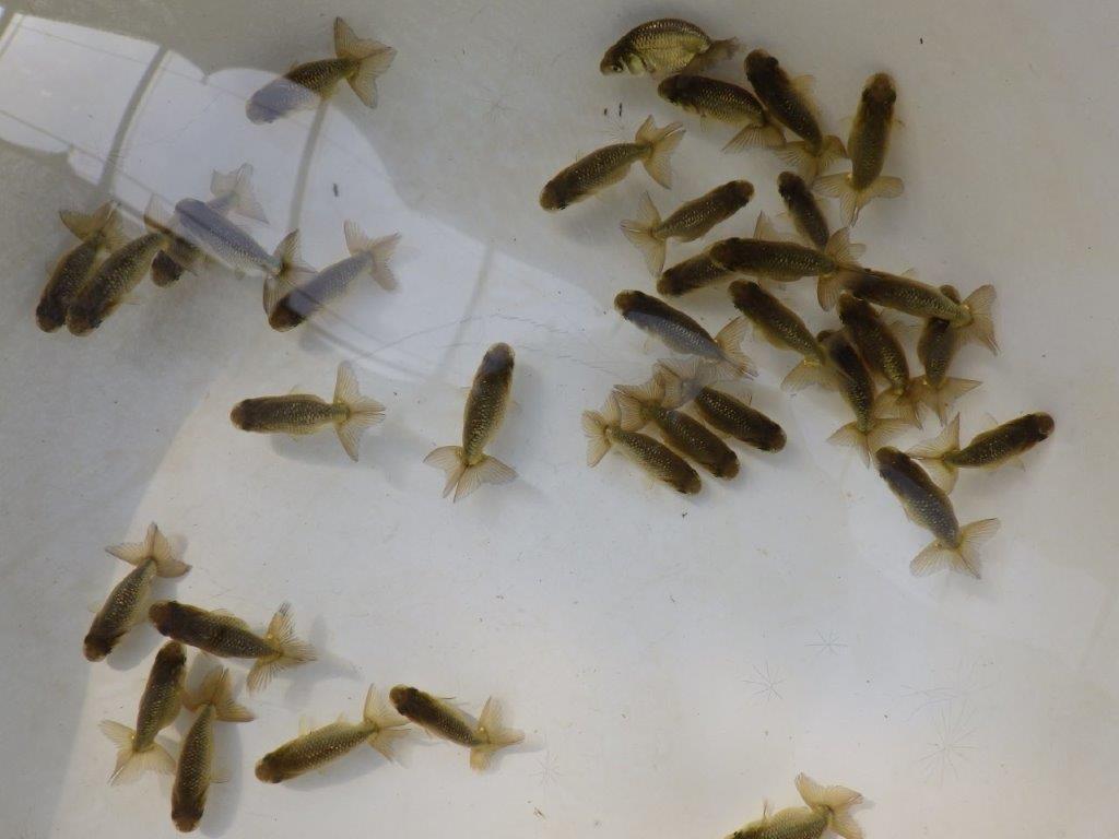 【愛知Ｍ様第一弾】入荷魚の中からワンランク上の青仔＆黒仔Ｄ　５尾セット約4~5㎝限定１セットの上身