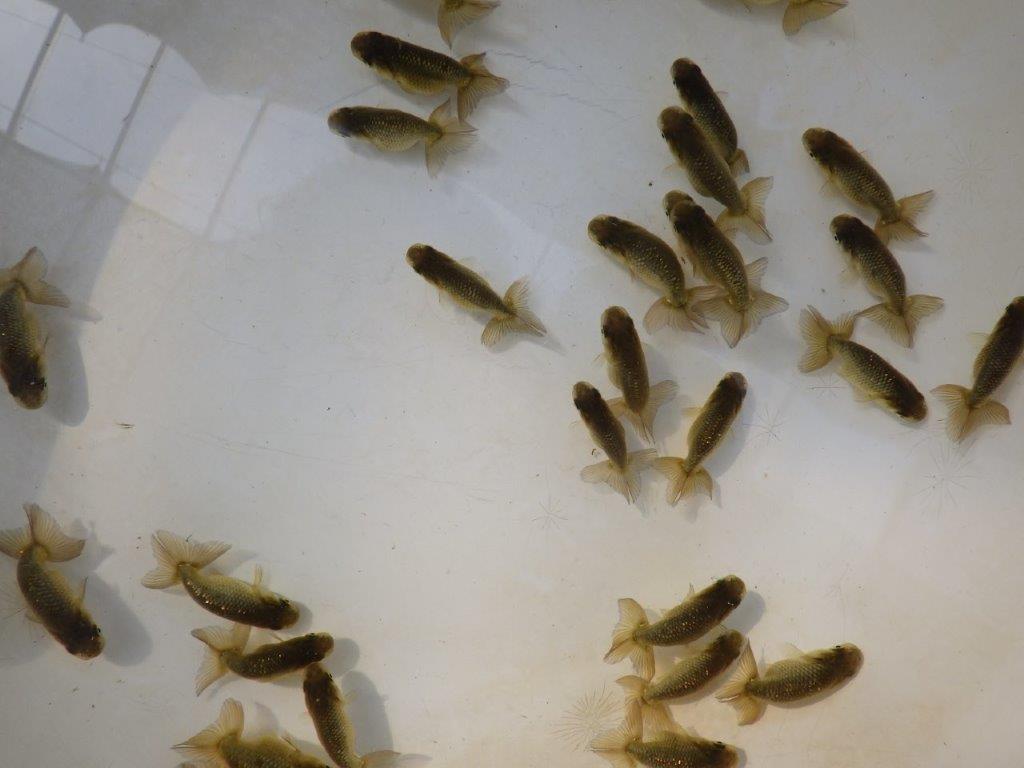 【愛知M様第一弾】入荷魚の中からワンランク上の青仔&黒仔D 5尾セット約4~5㎝限定1セット