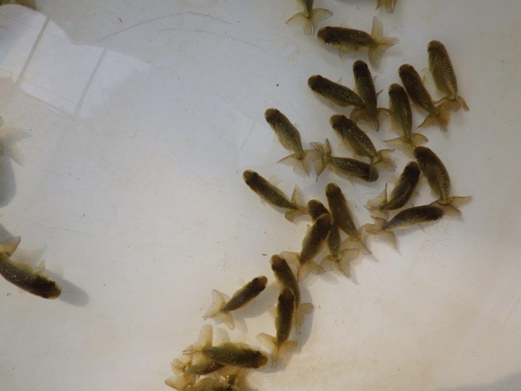 【愛知M様第一弾】入荷魚の中からワンランク上の青仔&黒仔D 5尾セット約4~5㎝限定1セット