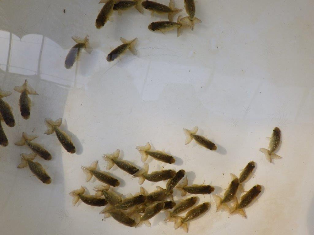 【愛知M様第一弾】入荷魚の中からワンランク上の青仔&黒仔H 5尾セット約4~5㎝限定1セット