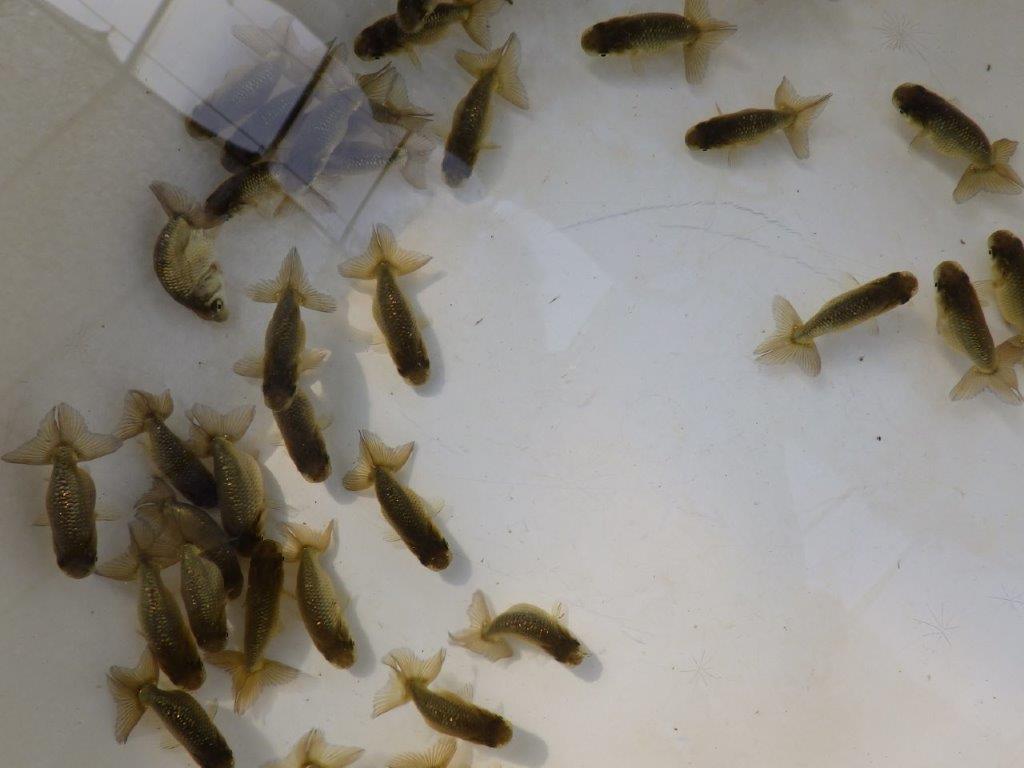 【愛知M様第一弾】入荷魚の中からワンランク上の青仔&黒仔H 5尾セット約4~5㎝限定1セット