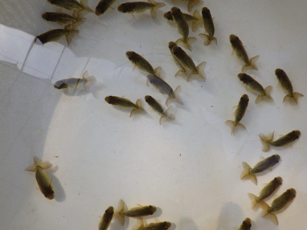 【愛知M様第一弾】入荷魚の中からワンランク上の青仔&黒仔H 5尾セット約4~5㎝限定1セット