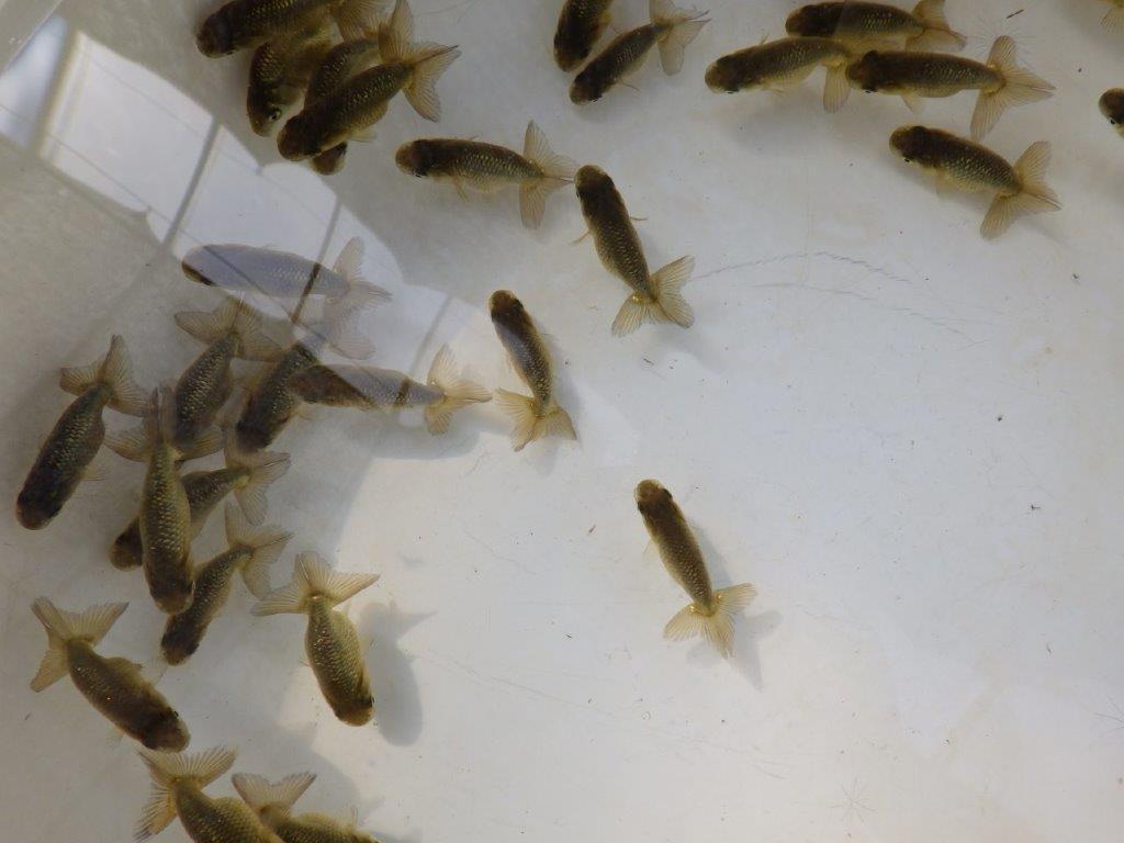 【愛知M様第一弾】入荷魚の中からワンランク上の青仔&黒仔H 5尾セット約4~5㎝限定1セット