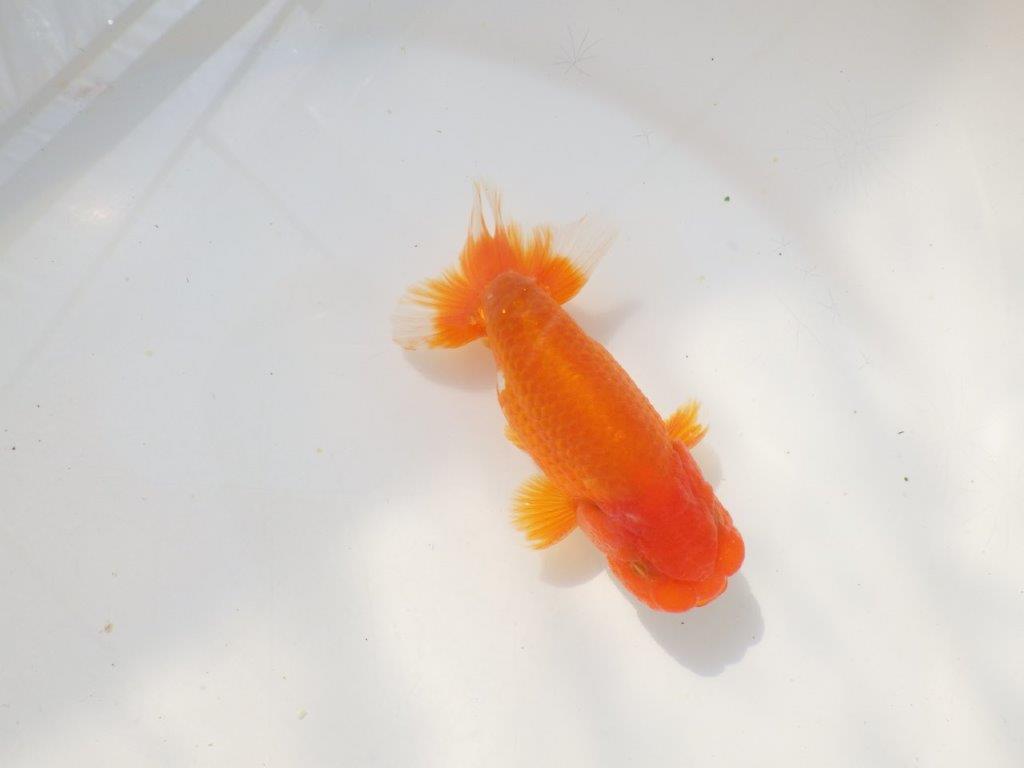 上見が綺麗で上からのご鑑賞がお勧め明け弐歳らんちゅう　 　約11,5ｃｍ オス？【小早川義幸氏】