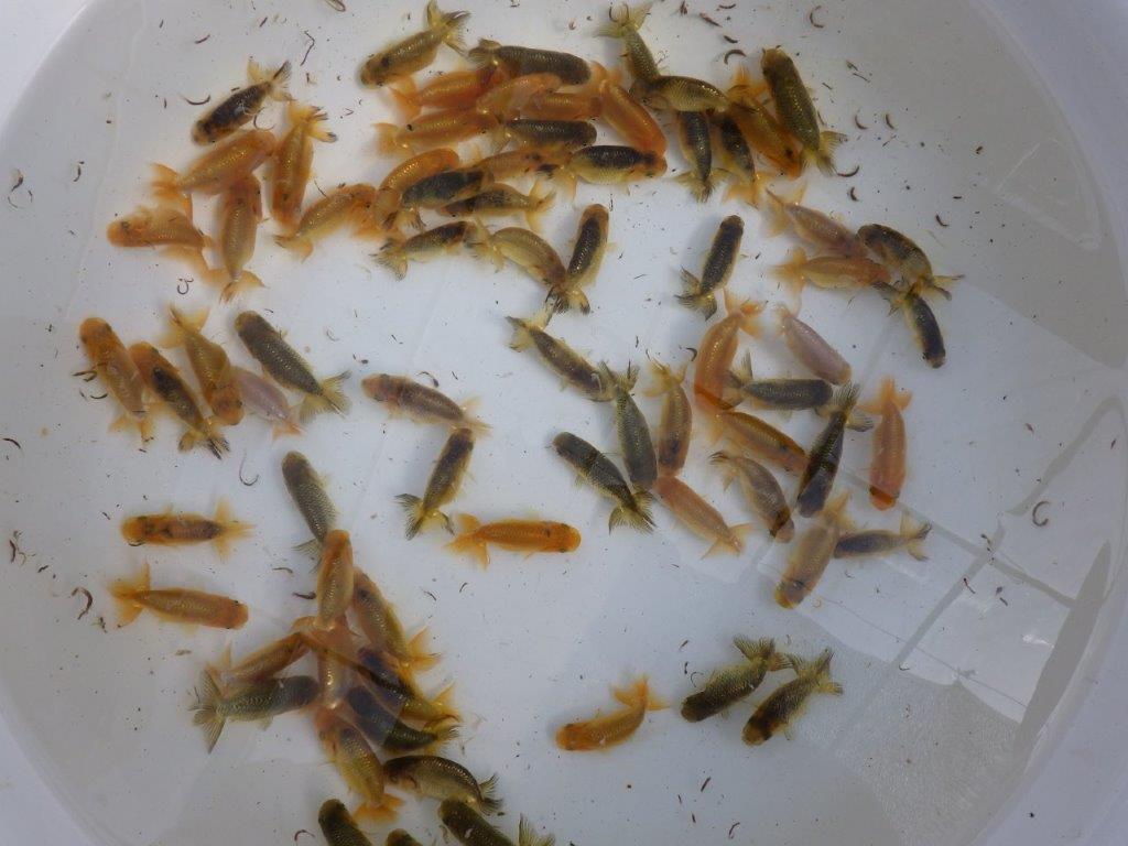 【岡山村上暢彦氏】2026年１月産まれ大きめサイズの５尾セットA約5~6,5㎝ 限定２セット