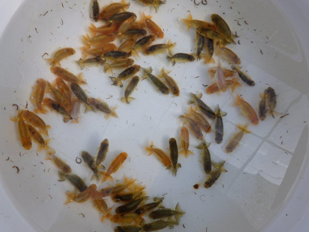 【岡山村上暢彦氏】2026年１月産まれ大きめサイズの５尾セットC約4,5~6,5㎝ 限定１セット