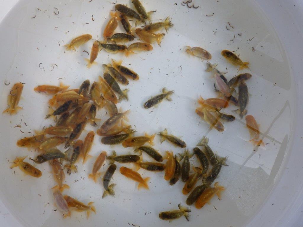 【岡山村上暢彦氏】ご注文有難う御座いました！の上身