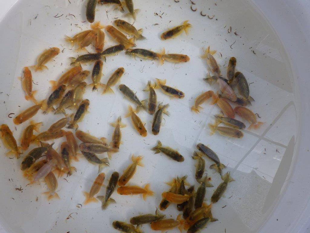 【岡山村上暢彦氏】ご注文有難う御座いました！