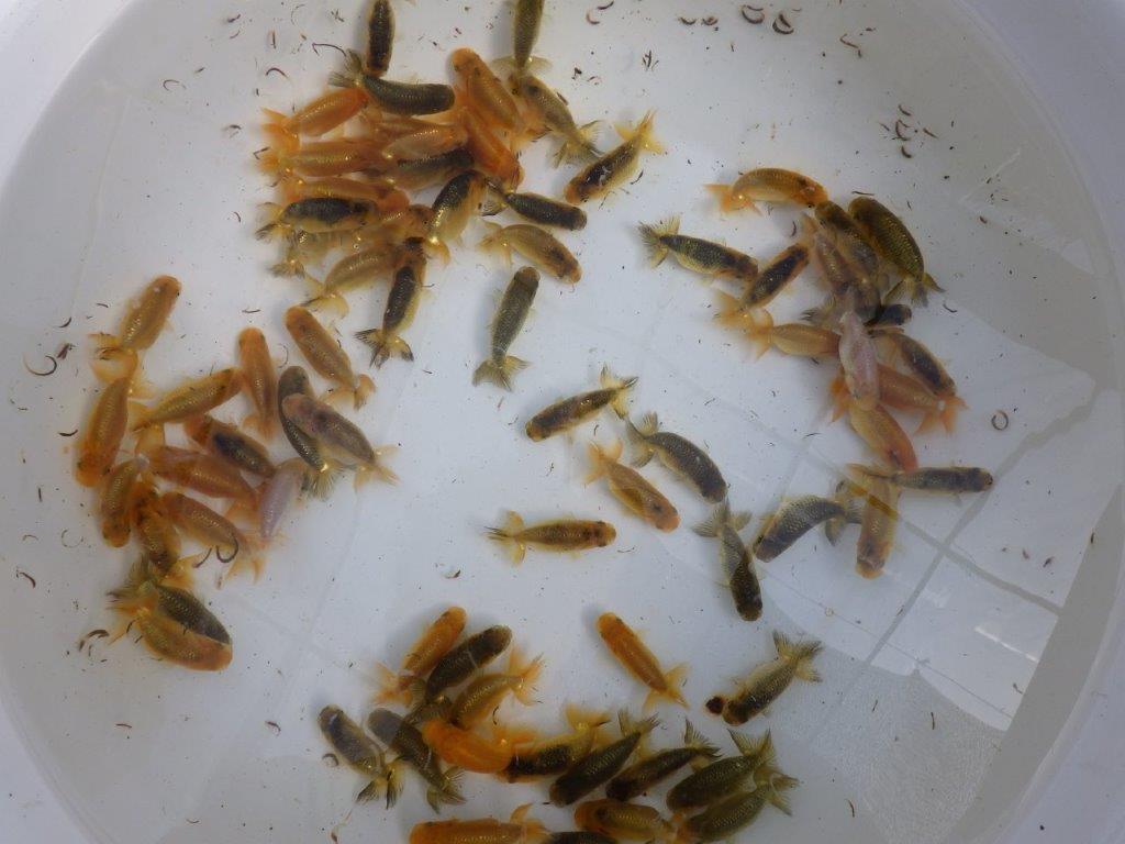 【岡山村上暢彦氏】ご注文有難う御座いました！