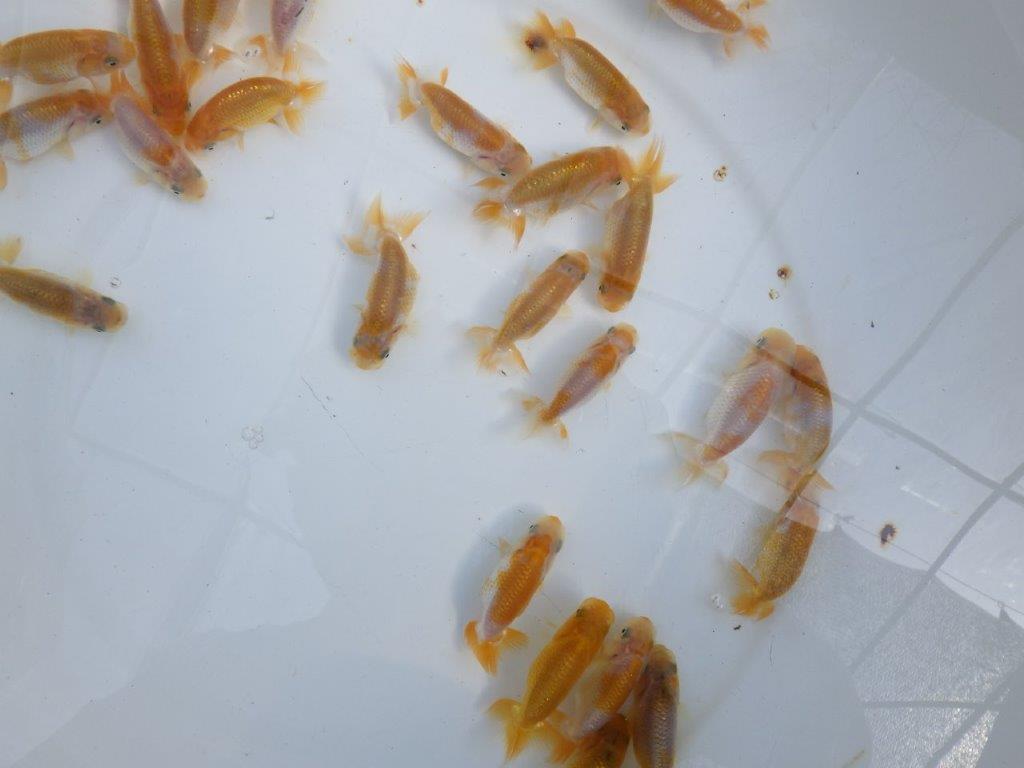 【岡山村上暢彦氏】2026年１月産まれ更紗５尾セットA約5~6,5㎝ 限定２セット